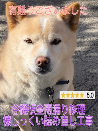 岡崎市　入母屋屋根の雨漏り修理としっくい工事　綺麗になったとお喜びの声